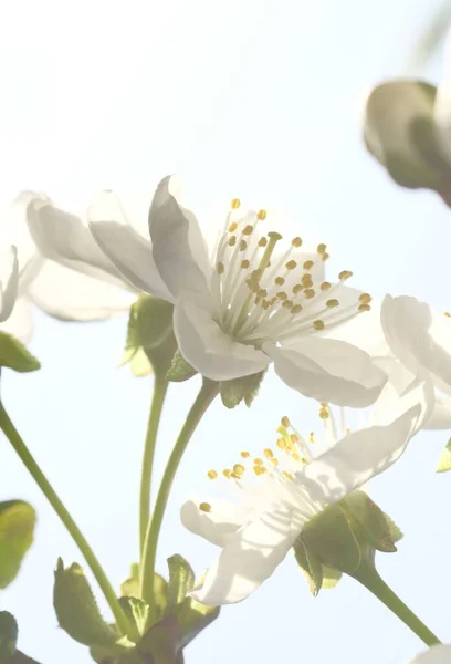 白色的苹果在阳光下绽放 春天里开花结果Orchard案 — 图库照片