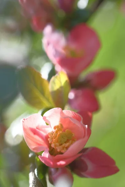 ピンクのリンゴの花が枝を覆いました 春の満潮 晴れた日 — ストック写真