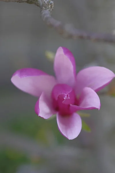 Pembe Manolya Güzel Bir Bahar Çiçeğidir Bahar Geldi Güzel Çiçekler — Stok fotoğraf
