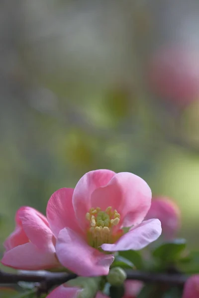 Rosa Äppelblommor Skuggan Blommar Våren — Stockfoto