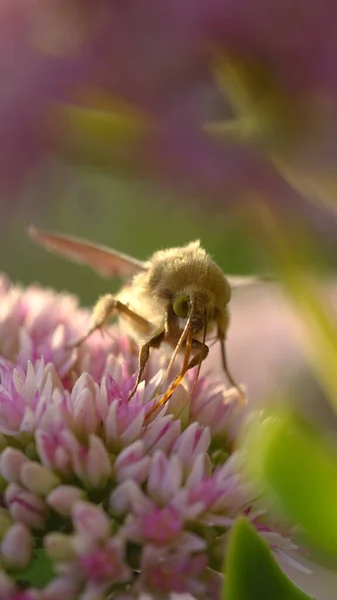 Poranne Słońce Oświetla Koniczynę Kwiaty Motyla Pachnąca Koniczyna Letni Poranek — Zdjęcie stockowe