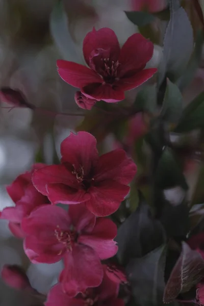 Красные Цветы Яблони Обильны Ветке Весной Орчард — стоковое фото