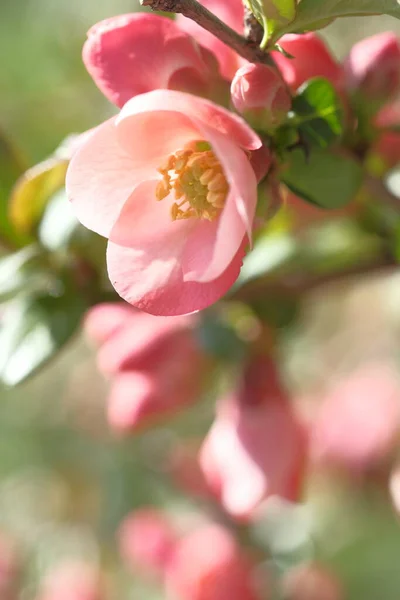 Almafa Rózsaszín Virágai Nap Felé Fordulnak Virágzó Tavasz — Stock Fotó