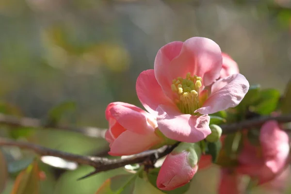 リンゴの木のピンクの花は壊れやすい 開花春時間 — ストック写真