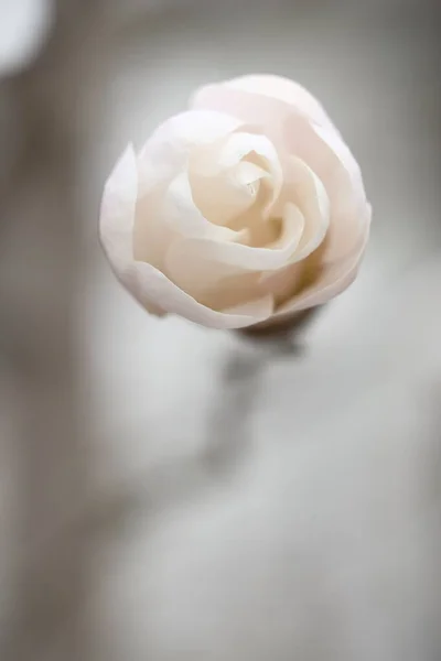 Brote Magnolia Blanca Que Parece Caramelo Delicada Flor Primavera — Foto de Stock