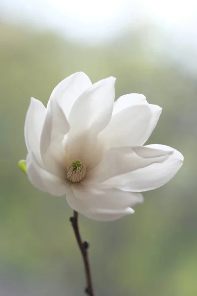 The white magnolia flower is open to the wind. Spring Day.