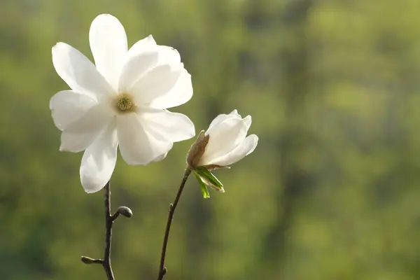 Flor Magnolia Blanca Floreciente Junto Brote Sol Brilla Sobre Las — Foto de Stock