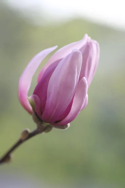 Een Roze Magnolia Bloem Verlicht Door Zon Voorjaarswarmte — Stockfoto