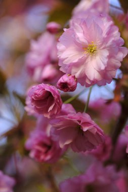 Sakura çiçekleri hassas pembe bir renktir. Baharda Japon kiraz ağacı.