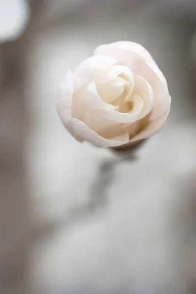 Λευκό Μπουμπούκι Μανόλια Που Μοιάζει Καραμέλα Λεπτό Λουλούδι Της Άνοιξης — Φωτογραφία Αρχείου