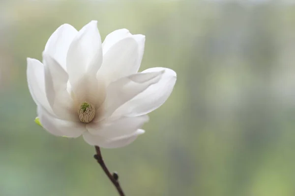 Fiore Magnolia Bianca Aperto Vento Primavera Dell Europa — Foto Stock