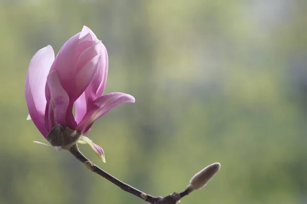 一朵被太阳照亮的粉红色的木兰花 春天的温暖 — 图库照片
