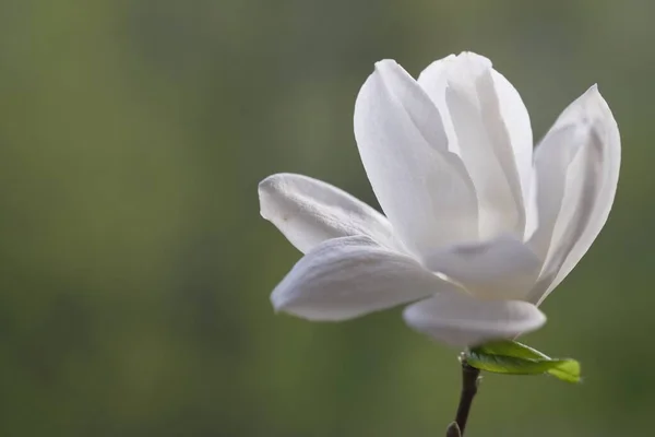 A white magnolia flower opened its fragile petals. Springtime.