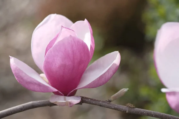 Una Flor Magnolia Púrpura Abierto Sus Pétalos Por Mitad Flores — Foto de Stock