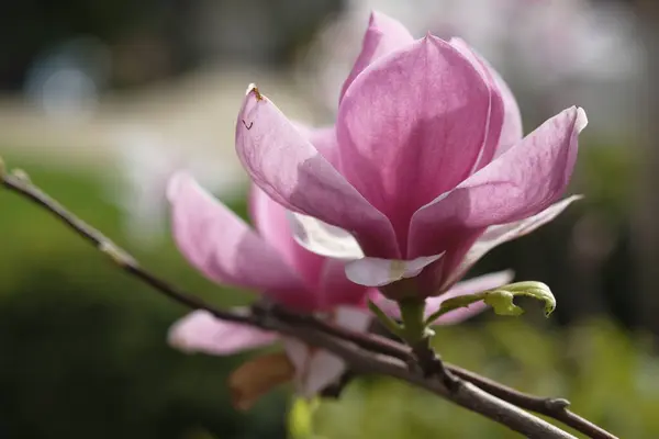 Twee Paarse Magnolia Bloemen Groeien Dezelfde Tak Lente Hier — Stockfoto