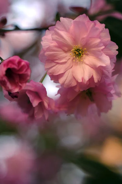 Rózsaszín Szakuravirág Virágzik Tavasszal Japán Virágzó Szimbóluma Jogdíjmentes Stock Képek