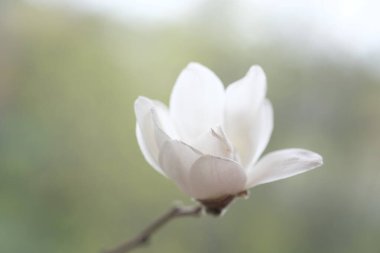 Bir dalda beyaz manolya çiçeği. Bulutlu Gün.