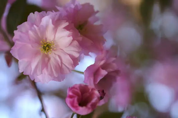 Rózsaszín Szakuravirág Virágzik Tavasszal Japán Virágzó Szimbóluma — Stock Fotó