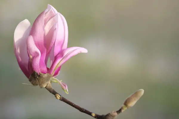 一朵被太阳照亮的粉红色的木兰花 春天的温暖 — 图库照片