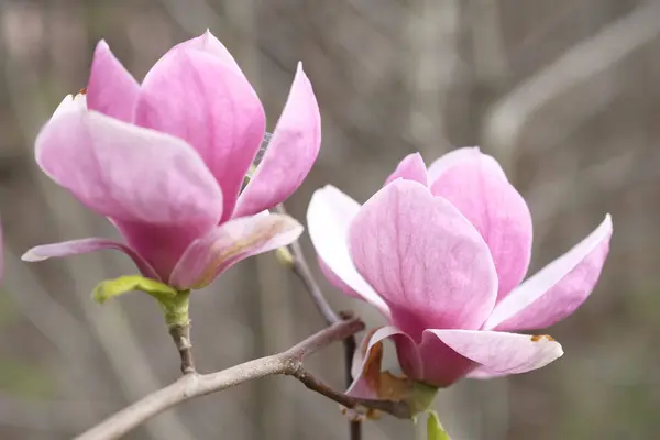Twee Paarse Magnolia Bloemen Achtergrond Van Grijze Takken Twee Bloemen — Stockfoto