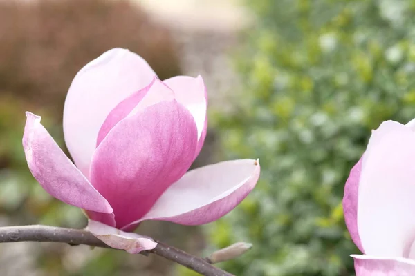Een Paarse Magnolia Bloem Heeft Zijn Bloemblaadjes Tweeën Geopend Voorjaarsbloemen — Stockfoto