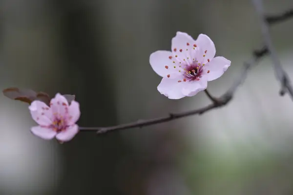 Flores Maçã Rosa Final Ramo Primavera Está Chegar Imagens Royalty-Free