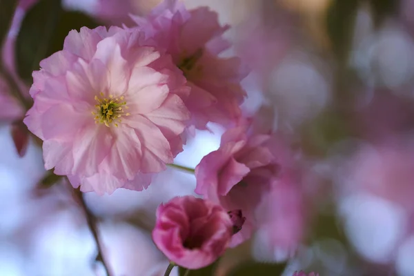 Rózsaszín Szakuravirág Virágzik Tavasszal Japán Virágzó Szimbóluma Stock Kép
