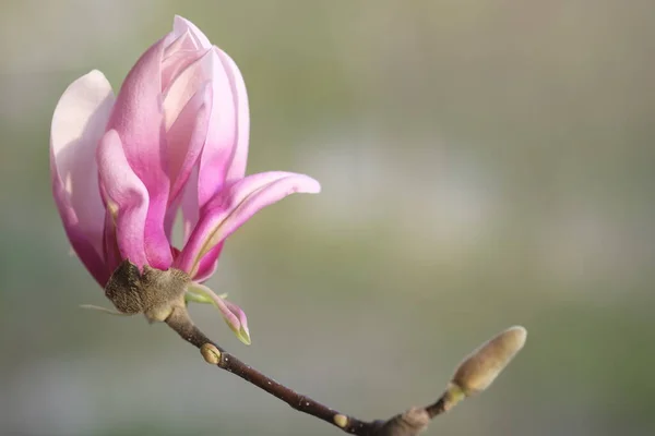 Uma Flor Magnólia Rosa Iluminada Pelo Sol Calor Primavera Imagem De Stock