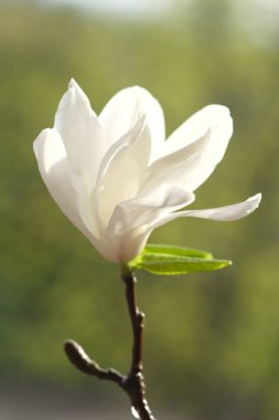 Bir beyaz manolya çiçeğinin yarısı çiçek açmış. Bahar güneşi manolya çiçeklerini aydınlatır..