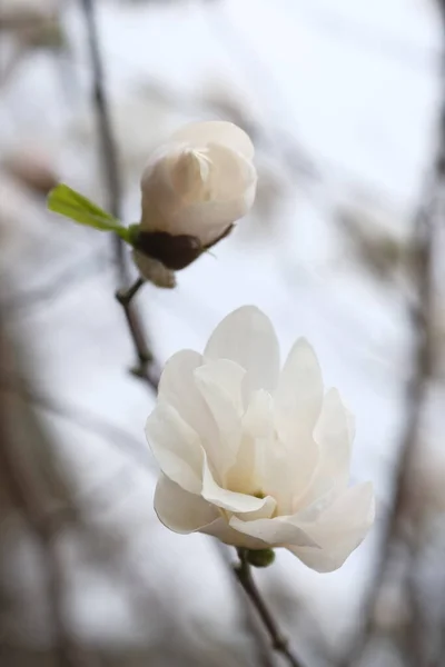 Witte Magnolia Bloem Zijaanzicht Een Delicate Lentebloem — Stockfoto