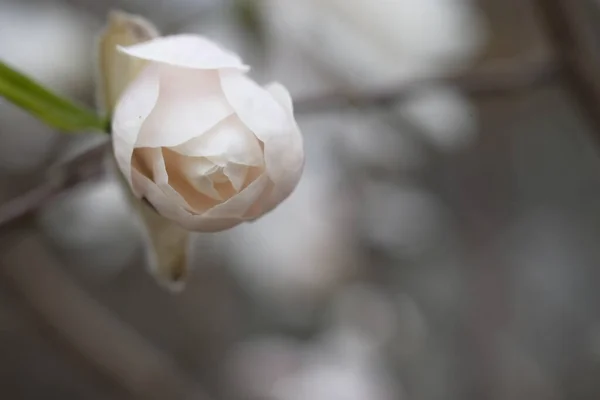 Witte Knop Van Magnolia Een Tak Zonder Bladeren Delicate Magnolia — Stockfoto