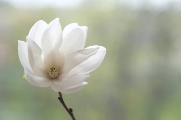 The white magnolia flower is open to the wind. Spring Day.