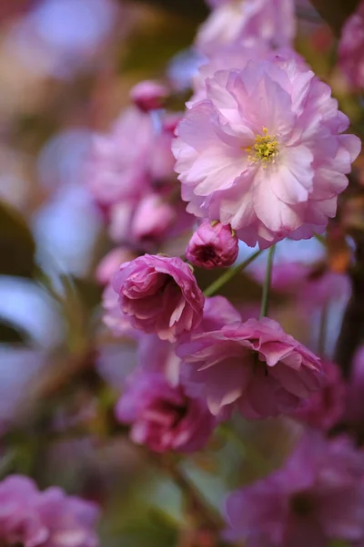 Sakura Blommor Delikat Rosa Färg Japansk Körsbärsträd Våren — Stockfoto