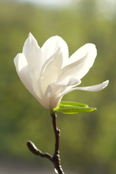 一朵白色的木兰花开了一半 春日的阳光照亮了玉兰花 — 图库照片