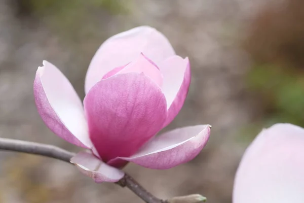 Een Paarse Magnolia Bloem Heeft Zijn Bloemblaadjes Tweeën Geopend Voorjaarsbloemen — Stockfoto