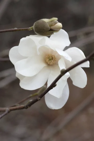 White Magnolia Flower Gray Background Fragile Magnolia Petals Royalty Free Stock Photos