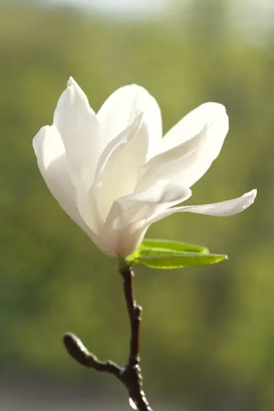 One White Magnolia Flower Half Bloomed Spring Sunshine Illuminates Magnolia Stock Photo