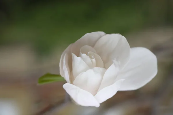 Λευκό Λουλούδι Μανόλια Γκρι Φόντο Λεπτά Φύλλα Μανόλιας — Φωτογραφία Αρχείου
