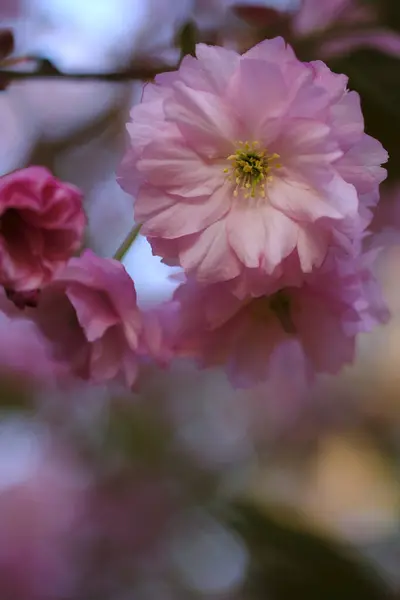 Pink Sakura Flowers Bloom Spring Blooming Symbol Japan Royalty Free Stock Images