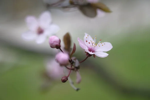 Pink Apple Blossoms End Branch Springtime Coming Stock Photo