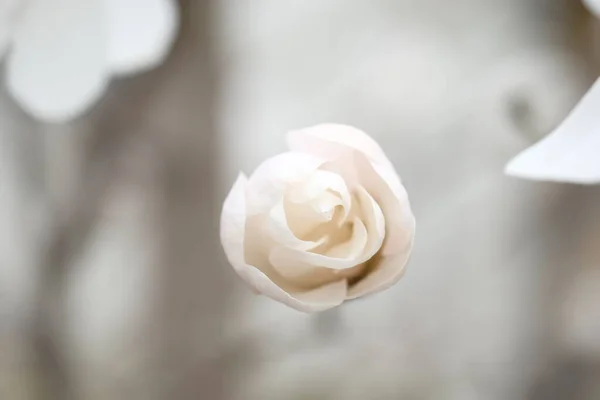 Λευκό Μπουμπούκι Μανόλια Που Μοιάζει Καραμέλα Λεπτό Λουλούδι Της Άνοιξης — Φωτογραφία Αρχείου