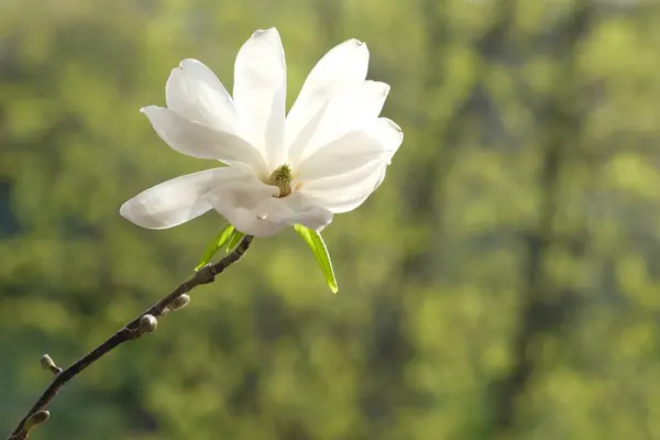 从正面拍摄的白色木兰花 阳光照亮了白花 — 图库照片