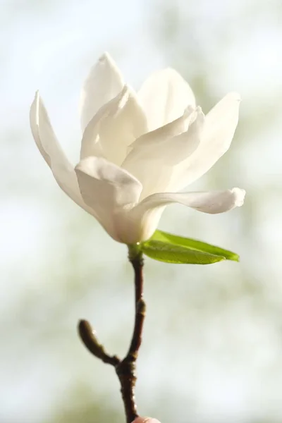 Vit Magnoliablomma Halvblommad Vårsolen Lyser Upp Magnolia Blommorna — Stockfoto