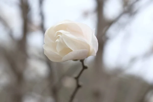 Λευκό Μπουμπούκι Μανόλια Ένα Κλαδί Χωρίς Φύλλα Λεπτά Φύλλα Μανόλιας — Φωτογραφία Αρχείου