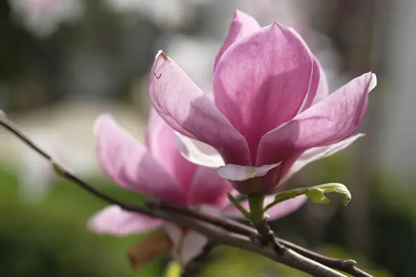 Twee Paarse Magnolia Bloemen Groeien Dezelfde Tak Lente Hier — Stockfoto