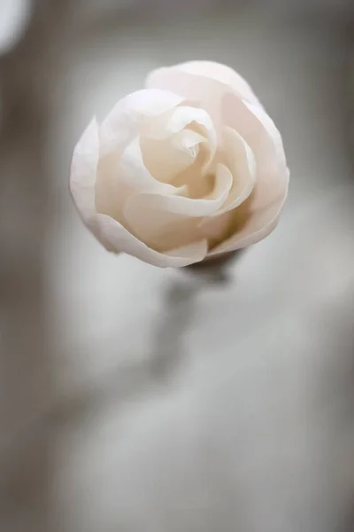 Brote Magnolia Blanca Que Parece Caramelo Delicada Flor Primavera — Foto de Stock