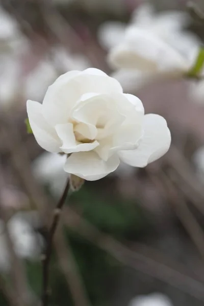 Белый Цветок Магнолии Сером Фоне Хрупкие Лепестки Магнолии — стоковое фото