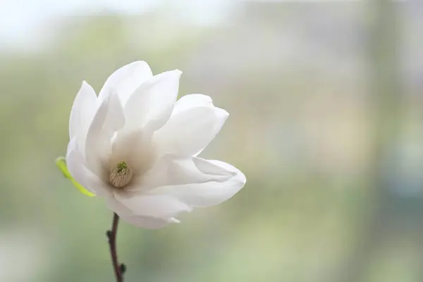 Одна Біла Квітка Магнолії Гілці Хмарний День — стокове фото