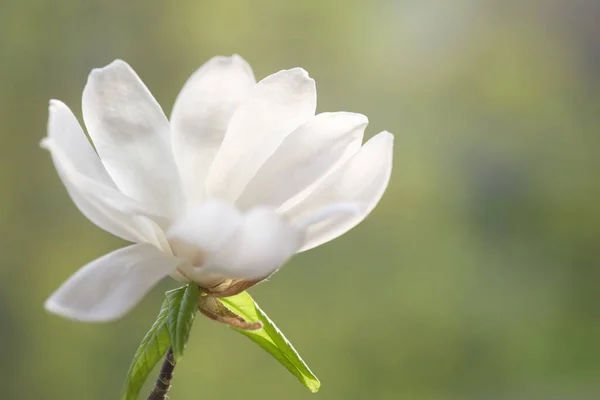 Біла Квітка Магнолії Відкрила Свої Крихкі Пелюстки Весняний Час — стокове фото
