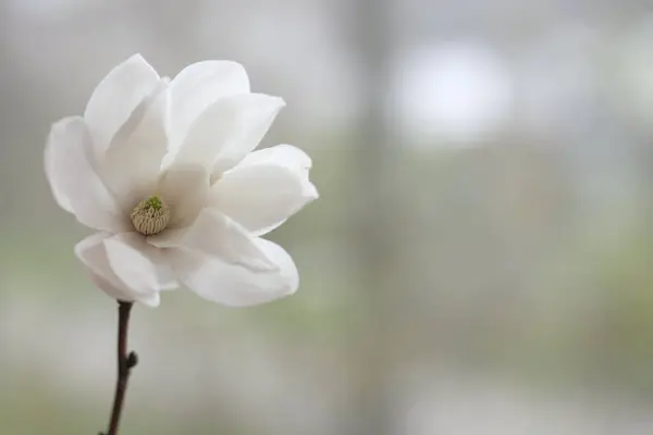 Fehér Magnólia Virág Nyitott Szélre Európai Tavasz — Stock Fotó